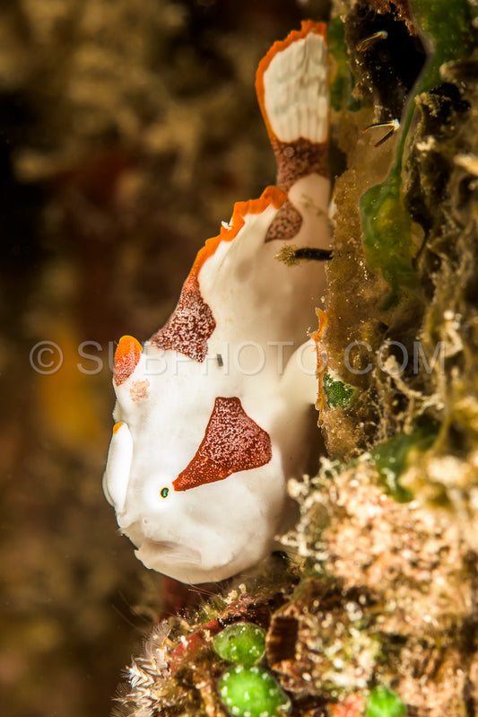 juvenile warty frogfish fish