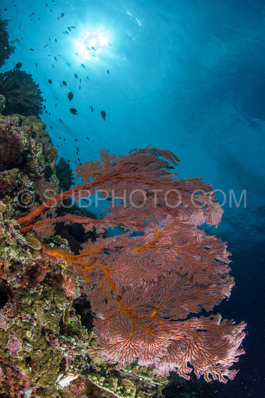 Coral reef in Manado- Indonesia