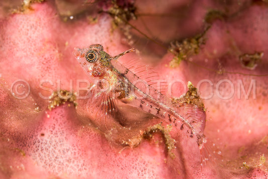 unidentified goby fish