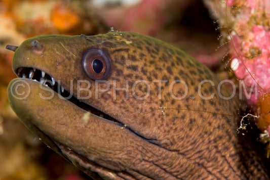 Giant moray