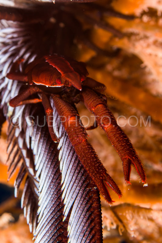 dark red baba's crinoid squat lobster