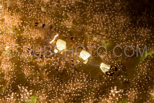 Photo de crevette anémone à queue de paon