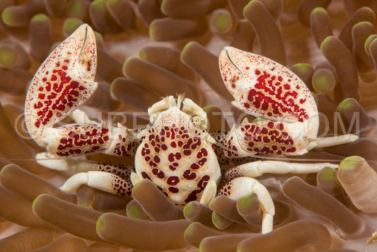 Photo de Crabe de porcelaine dans une anémone