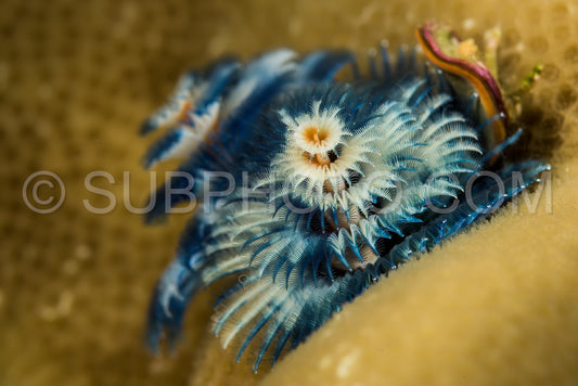 blue christmas tree worm