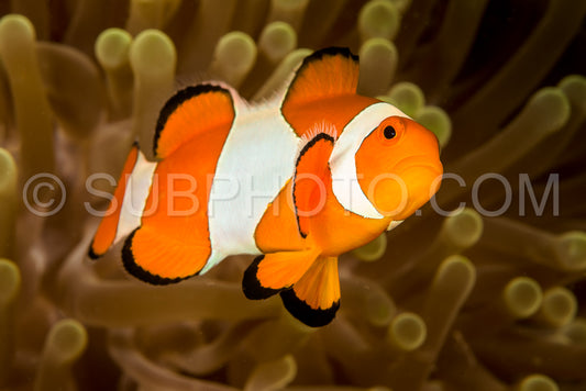 Photo de poisson anémone faux clown