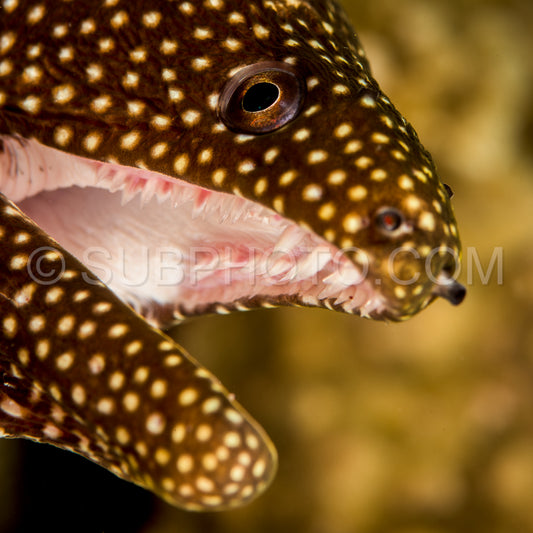 Whitemouth moray