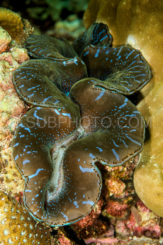 boring giant clam