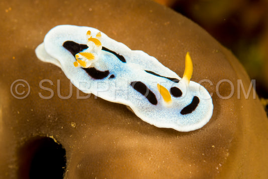 doris nudibranch sea slug