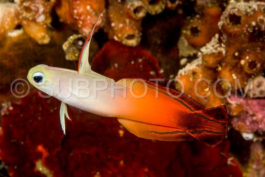 fire dartfish fish