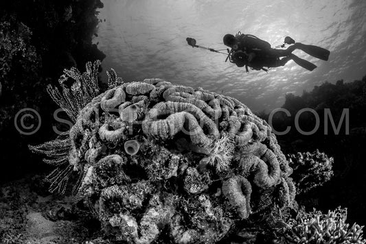 reef coral formation with diver