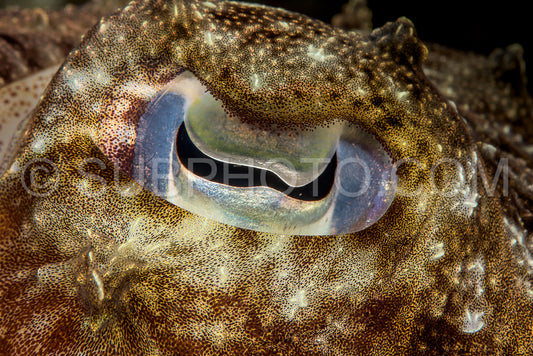 broadclub cuttlefish eye