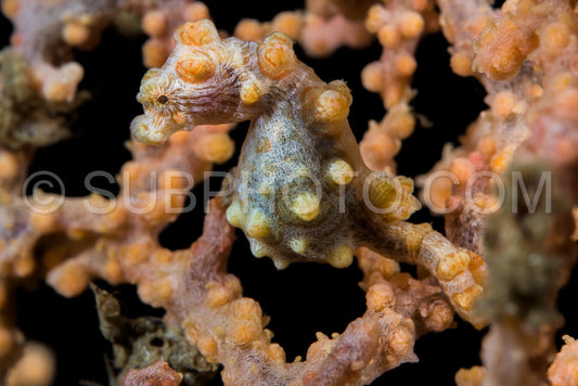 Photo de Hippocampe pygmée dans le détroit de Lembeh - Indonésie