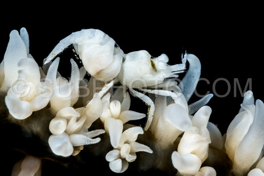 Photo de crevette corallienne d'Anker