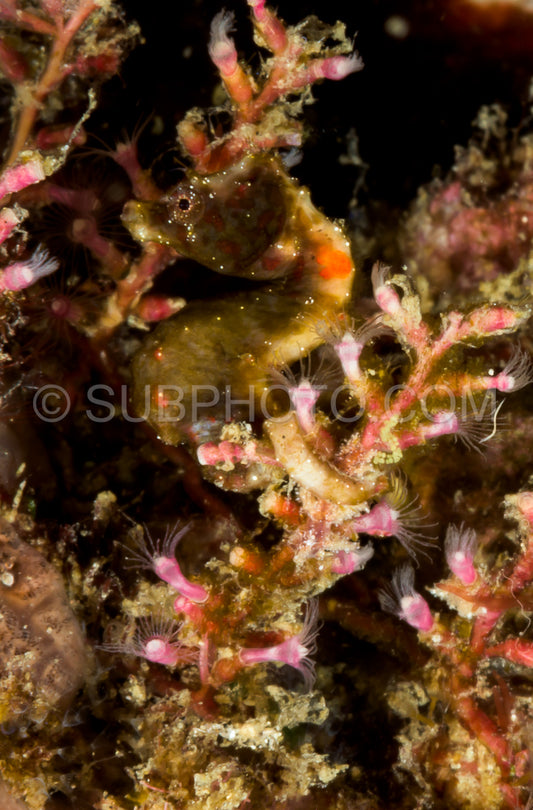 dark pontoh's pygmy seahorse