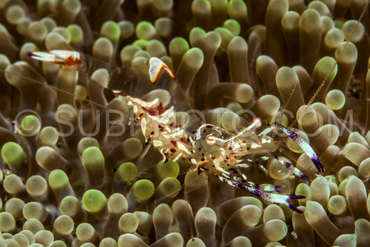 Photo de crevette anémone holthuis