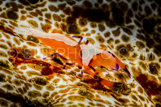 emperor shrimp on sea cucumber