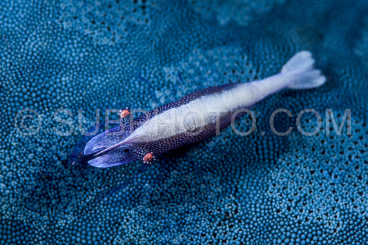 Photo de crevette étoile de mer bleue