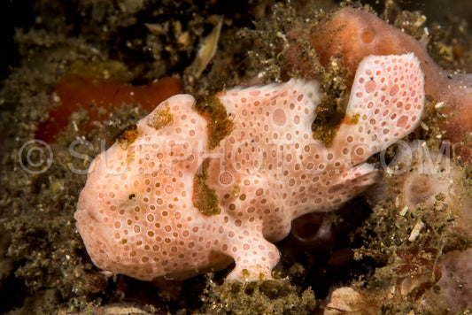 juvenile  pink painted frogfish fish