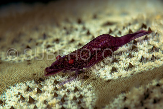 red sea star shrimp