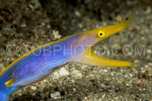 Photo de anguille du ruban bleu