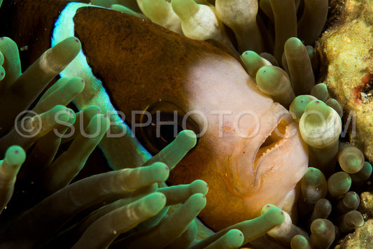 Photo de poisson anémone de clark