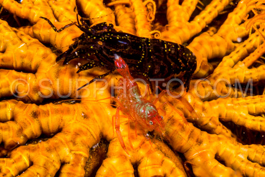 undetermined lobster shrimp