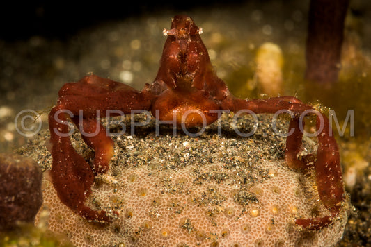 Photo de crabe orang-outan sur le sable