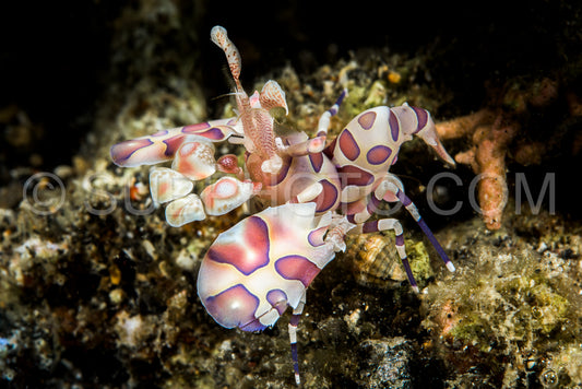 Harlequin shrimp in the Lembeh Strait- Indonesia