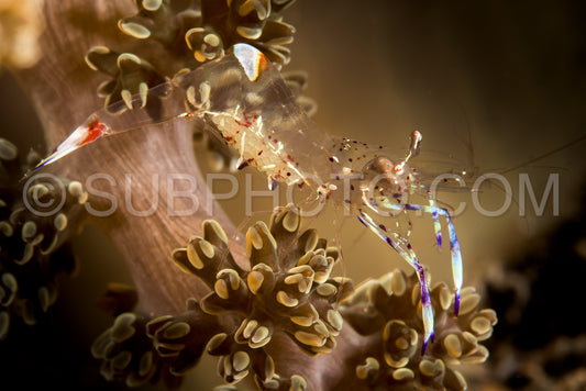 Photo de crevette anémone holthuis