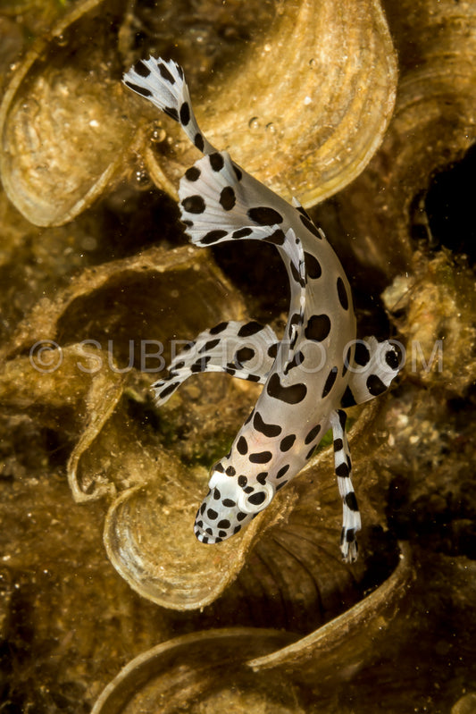 Photo de barramundi poisson juvénile