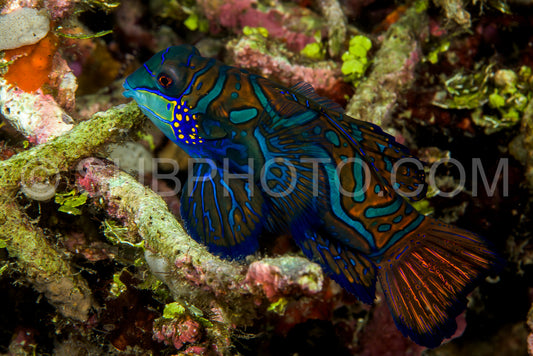 Photo de beau poisson mandarin