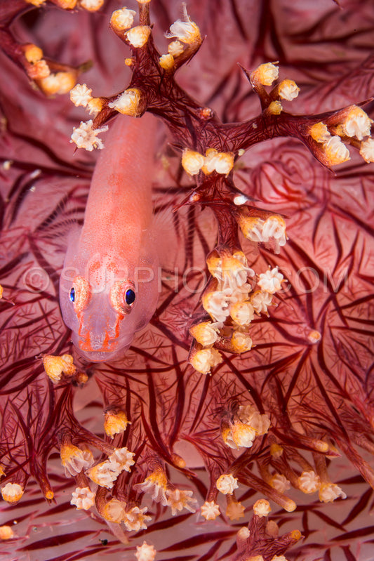 Photo de corail mou poisson fantôme