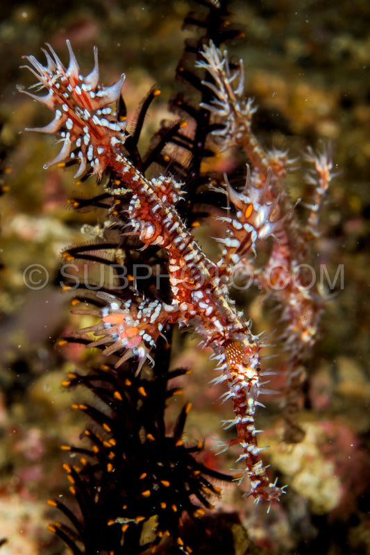 ornate ghost pipefish fish