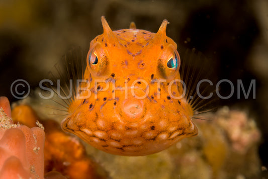 juvenile thornback cowfish fish