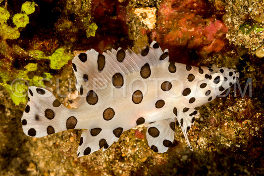 Photo de barramundi poisson juvénile