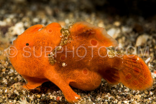 juvenile  orange painted frogfish fish