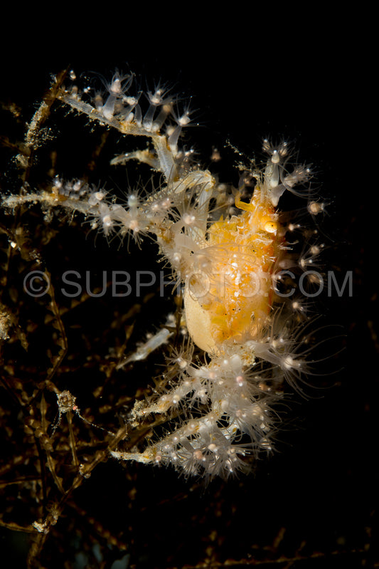 Photo de crabe décorateur orange