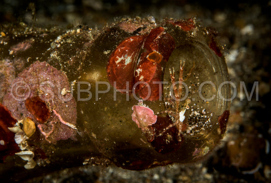 tiny squat lobster on the edge of a glass bottle