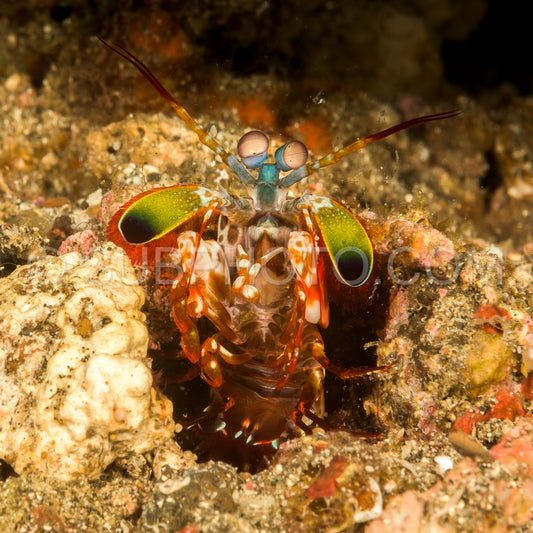 peacock mantis shrimp