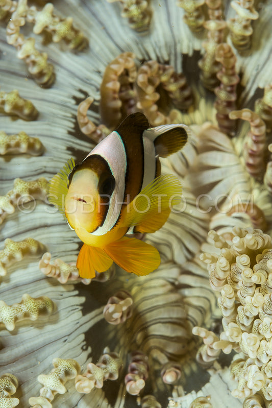 Photo de poisson anémone de clark