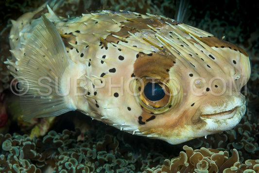 spotted burrfish fish