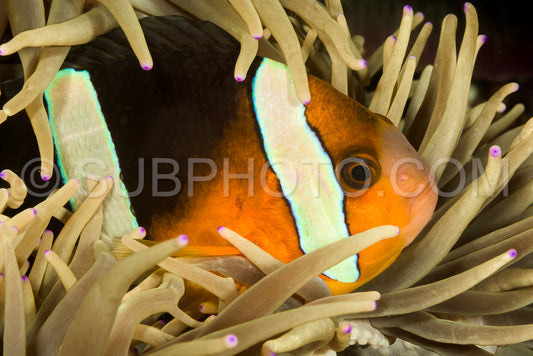 Photo de poisson anémone de clark