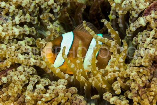 Photo de poisson anémone de clark