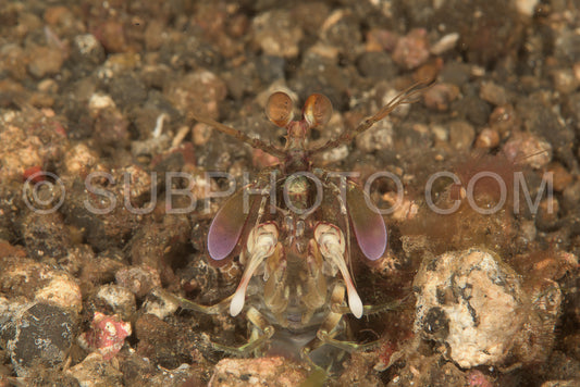 short beak mantis shrimp