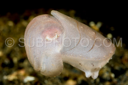 juvenile flamboyant cuttlefish