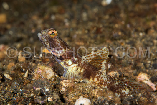 Photo de crevette à nageoires aiguësgobie