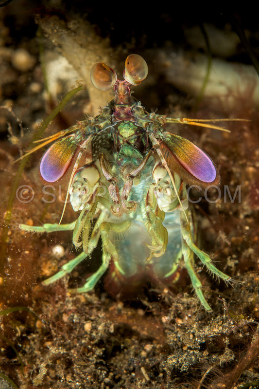 Curious mantis shrimp in Lembeh strait- Indonesia