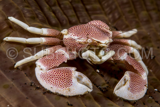 Photo de Crabe de porcelaine dans une anémone