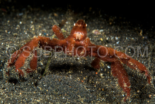 Photo de crabe orang-outan sur le sable