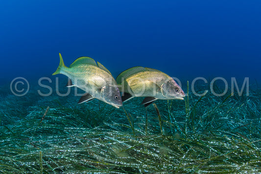 two dark corb fish over a field of sea weed